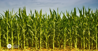 A photo of the edge of a cornfield