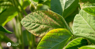 A close up of a diseased soybean leaf