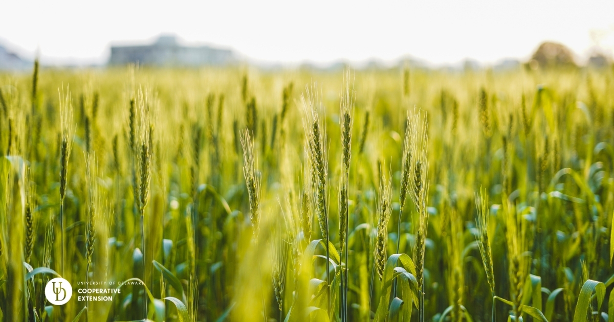 A close up of a wheat field A close up of a wheat field