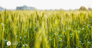 A close up of a wheat field