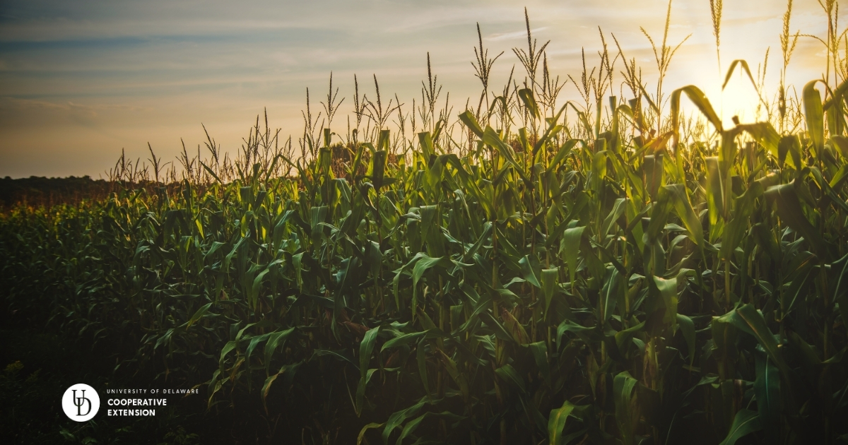 A cornfield at sunset A cornfield at sunset