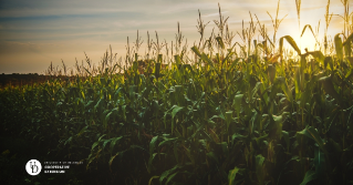 A cornfield at sunset