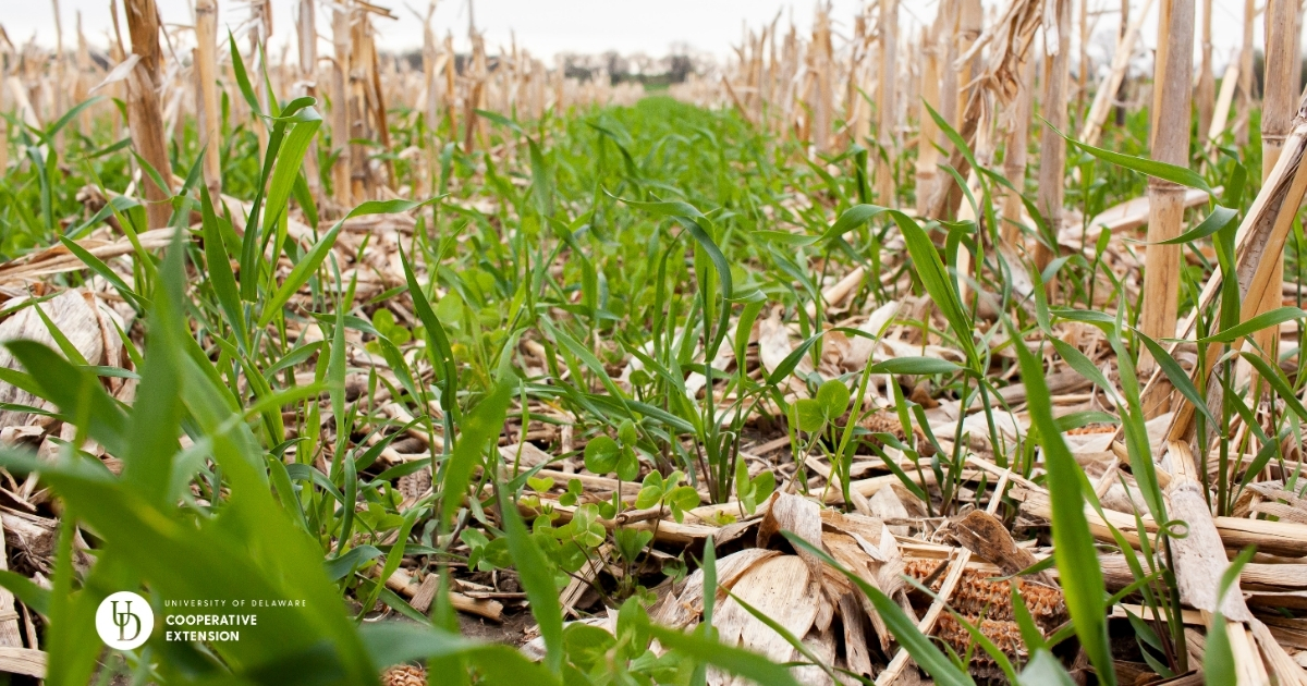 Weeds growing in a field after corn was harvested Weeds growing in a field after corn was harvested