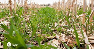 Weeds growing in a field after corn was harvested