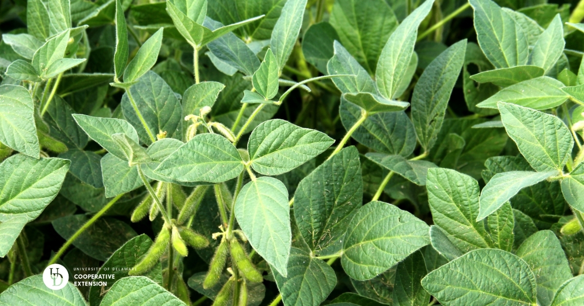 A close up of soybean leaves A close up of soybean leaves