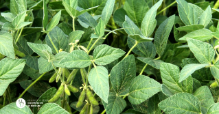 A close up of soybean leaves