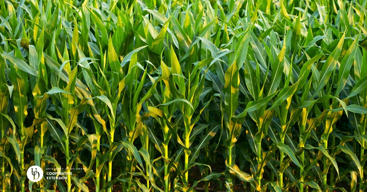 A photo of the edge of a cornfield A photo of the edge of a cornfield