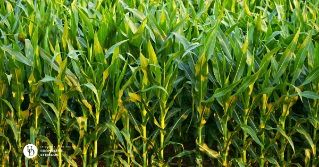 A photo of the edge of a cornfield