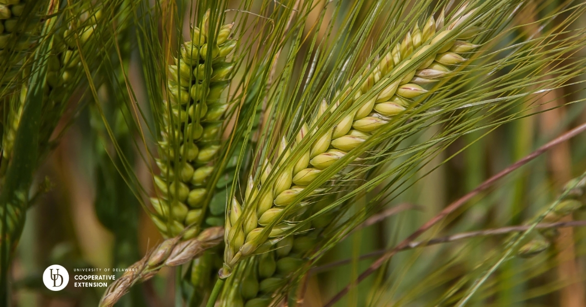 A close up of wheat A close up of wheat