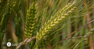 A close up of wheat