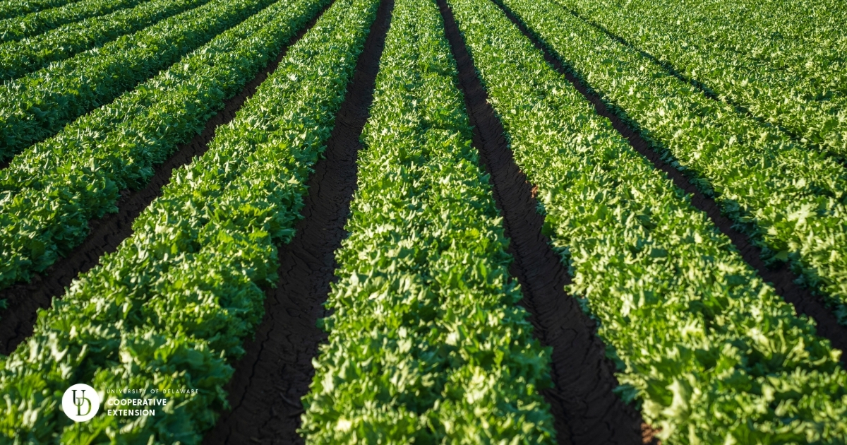A photo of a vegetable field A photo of a vegetable field