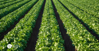 A photo of a vegetable field