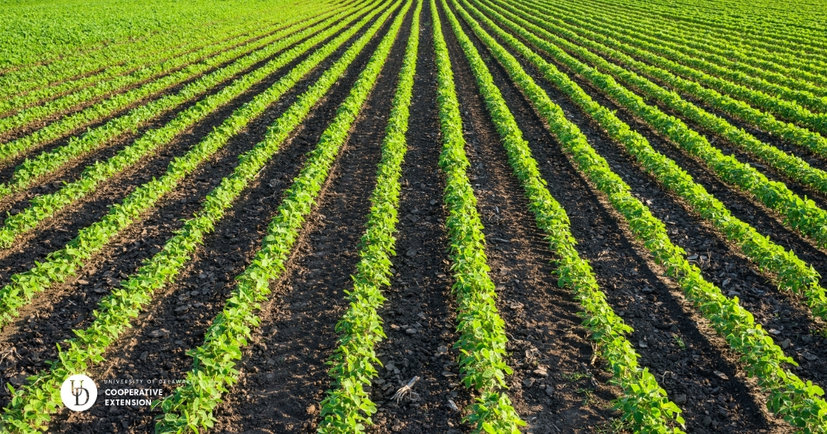 A large view of rows of a soybean field A large view of rows of a soybean field