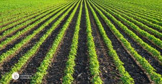 A large view of rows of a soybean field