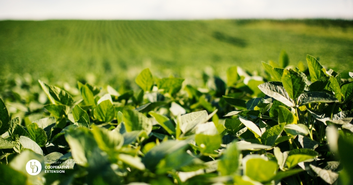 A view of the top of a soybean field A view of the top of a soybean field