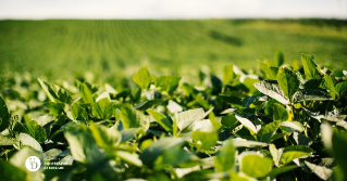 A view of the top of a soybean field