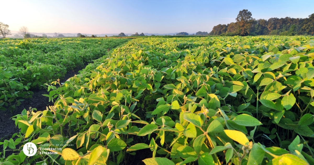 A large soybean field with yellow leaves A large soybean field with yellow leaves