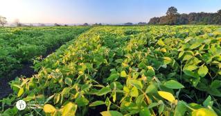 A large soybean field with yellow leaves