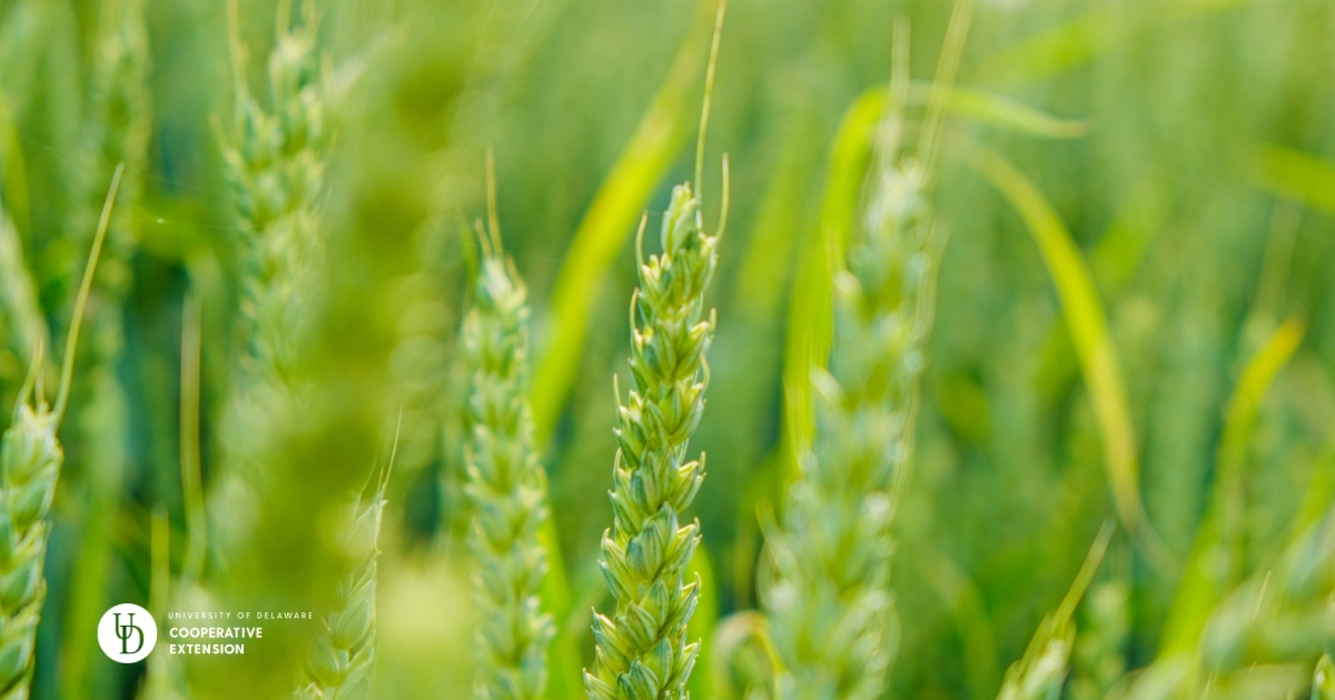 A closeup of a green wheat field A closeup of a green wheat field