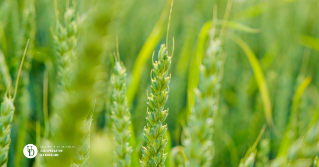 A closeup of a green wheat field