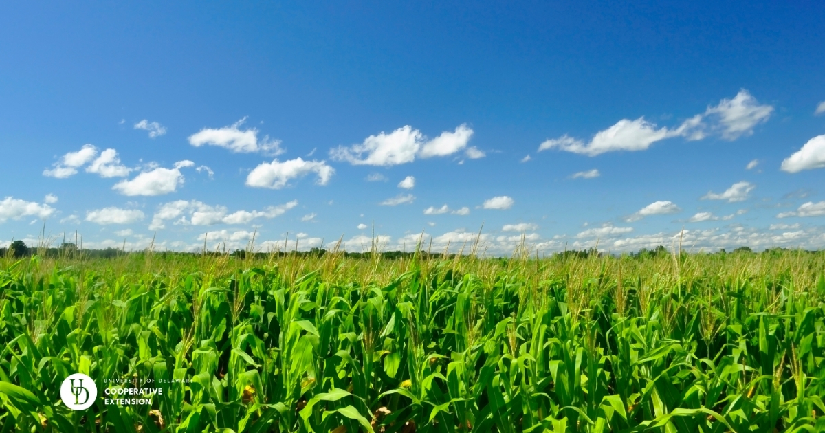 A large cornfield A large cornfield