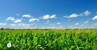 A large cornfield