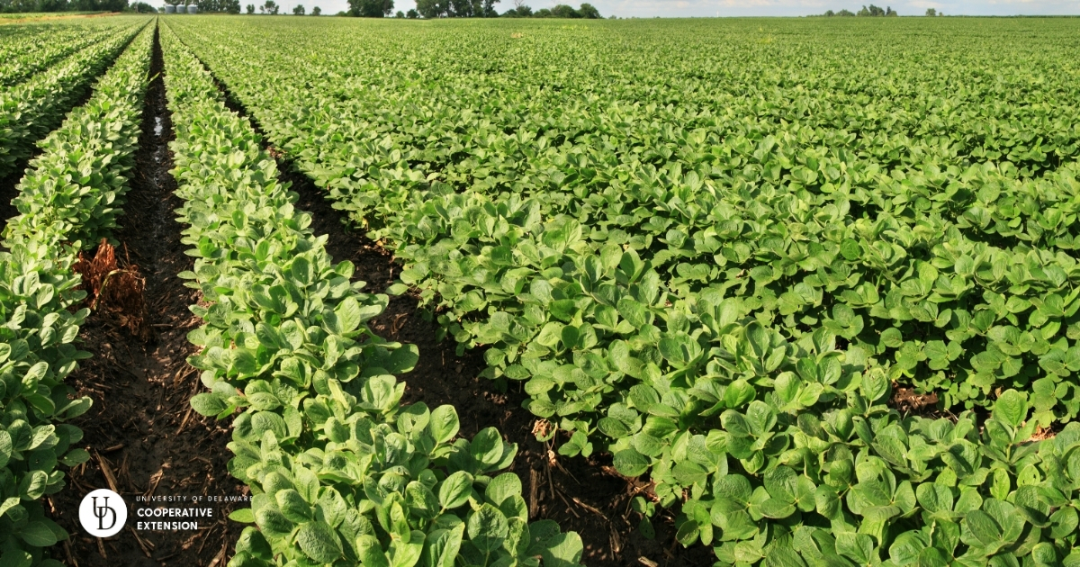 A large soybean field A large soybean field