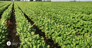 A large soybean field