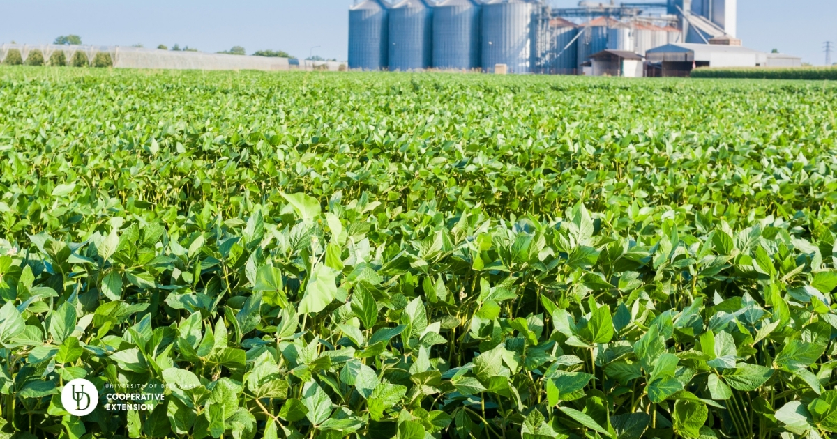A large soybean field with silos in the back A large soybean field with silos in the back