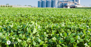 A large soybean field with silos in the back