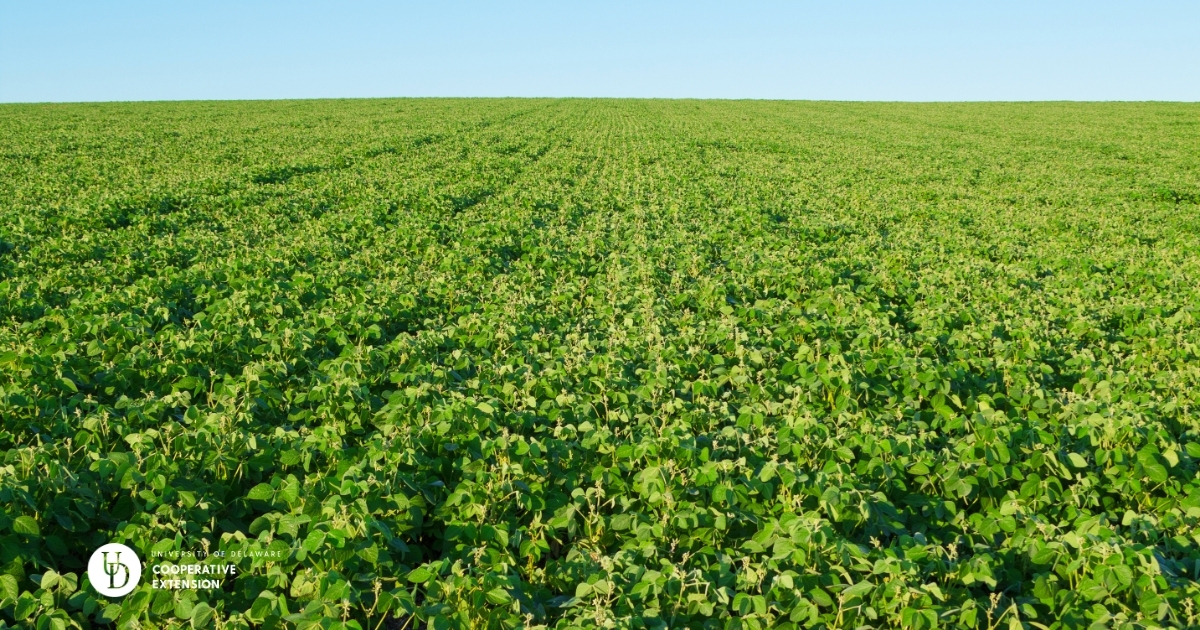 A large soybean field A large soybean field