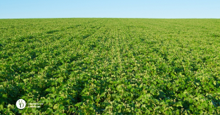 A large soybean field