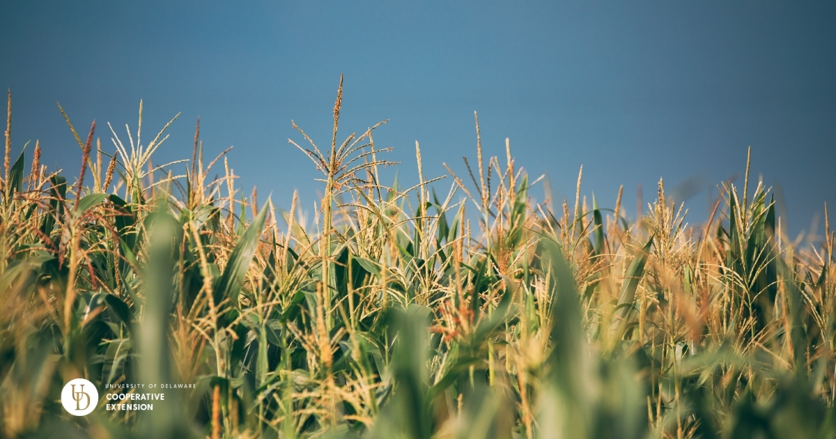 A view of a cornfield A view of a cornfield