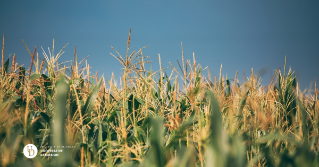 A view of a cornfield