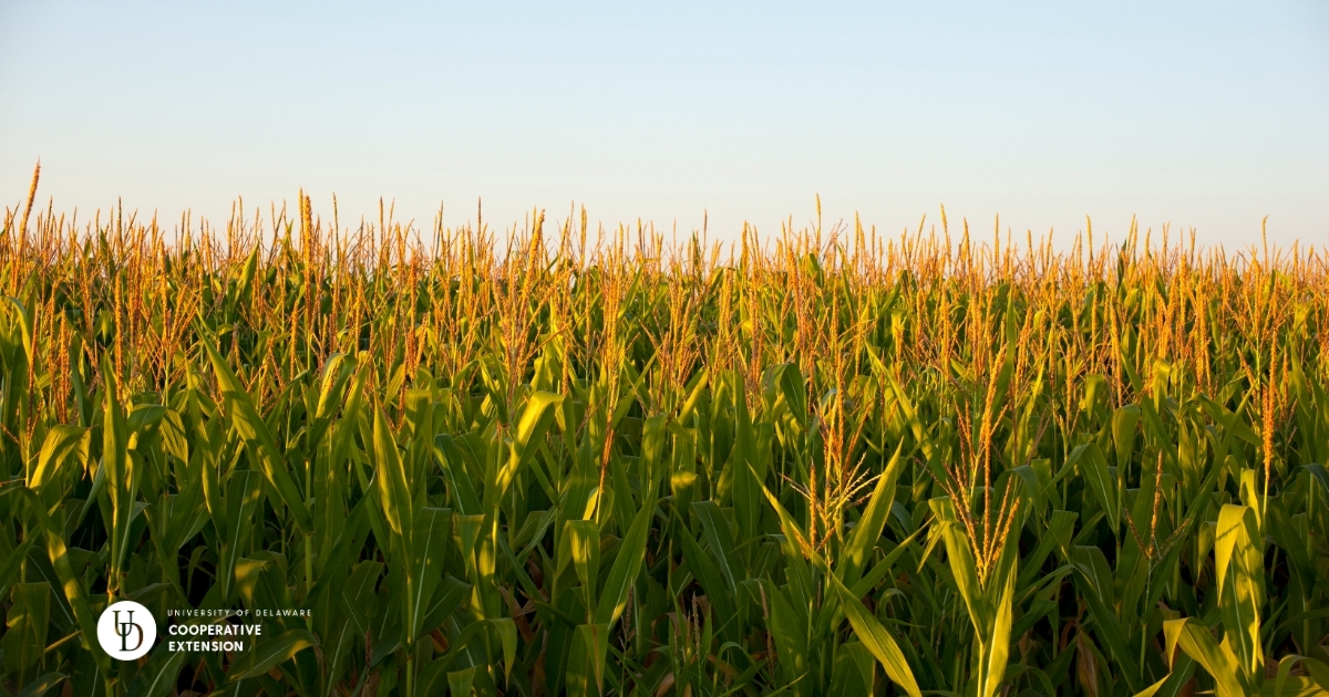 A view of a cornfield A view of a cornfield