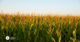 A view of a cornfield