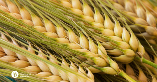 A closeup of barley