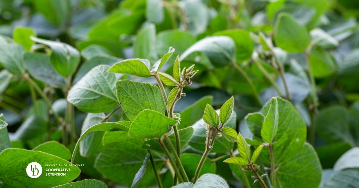 A closeup of soybeans in a field A closeup of soybeans in a field