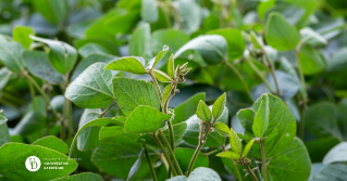 A closeup of soybeans in a field