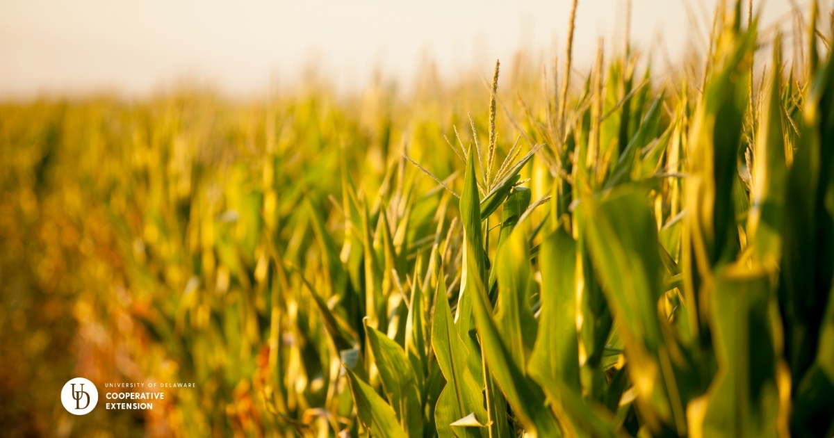 A closeup of a corn field A closeup of a corn field