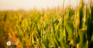 A closeup of a corn field