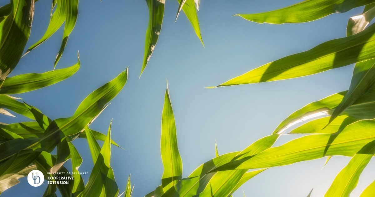 A photo of corn stalks with a beautiful focus on the sky above A photo of corn stalks with a beautiful focus on the sky above