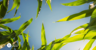 A photo of corn stalks with a beautiful focus on the sky above