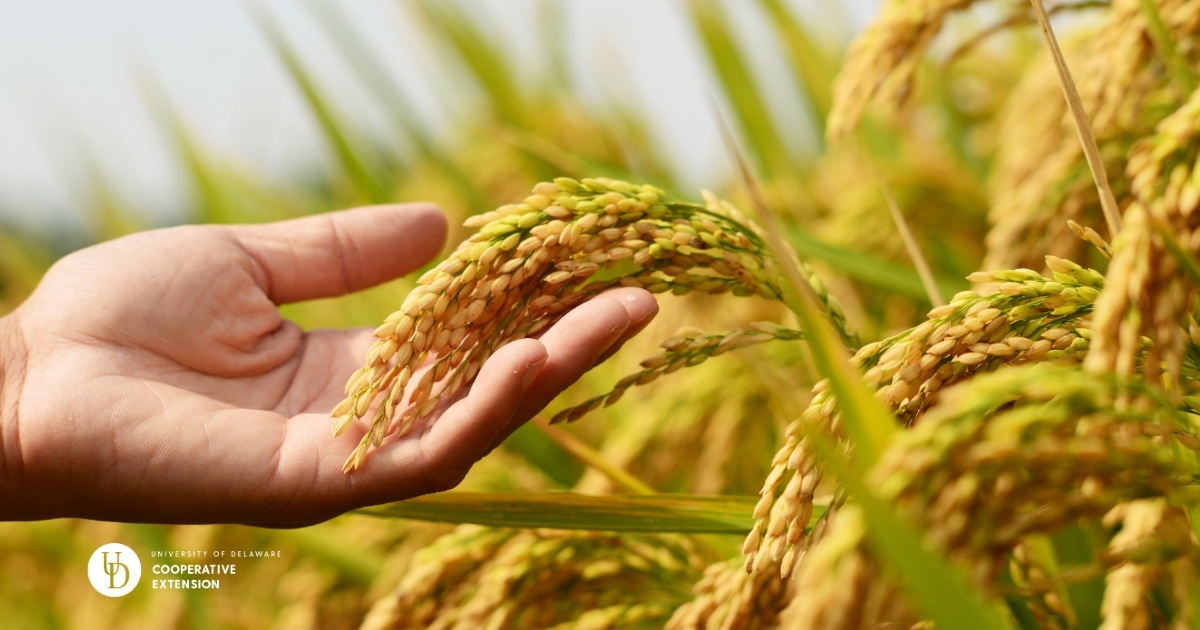 A closeup of a hand holding the top of a crop A closeup of a hand holding the top of a crop