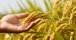 A closeup of a hand holding the top of a crop