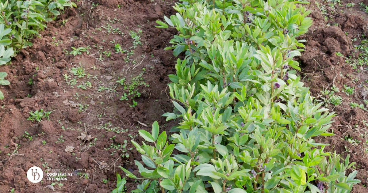 A close up of a row of lima bean plants in a field A close up of a row of lima bean plants in a field