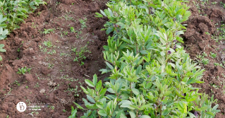 A close up of a row of lima bean plants in a field