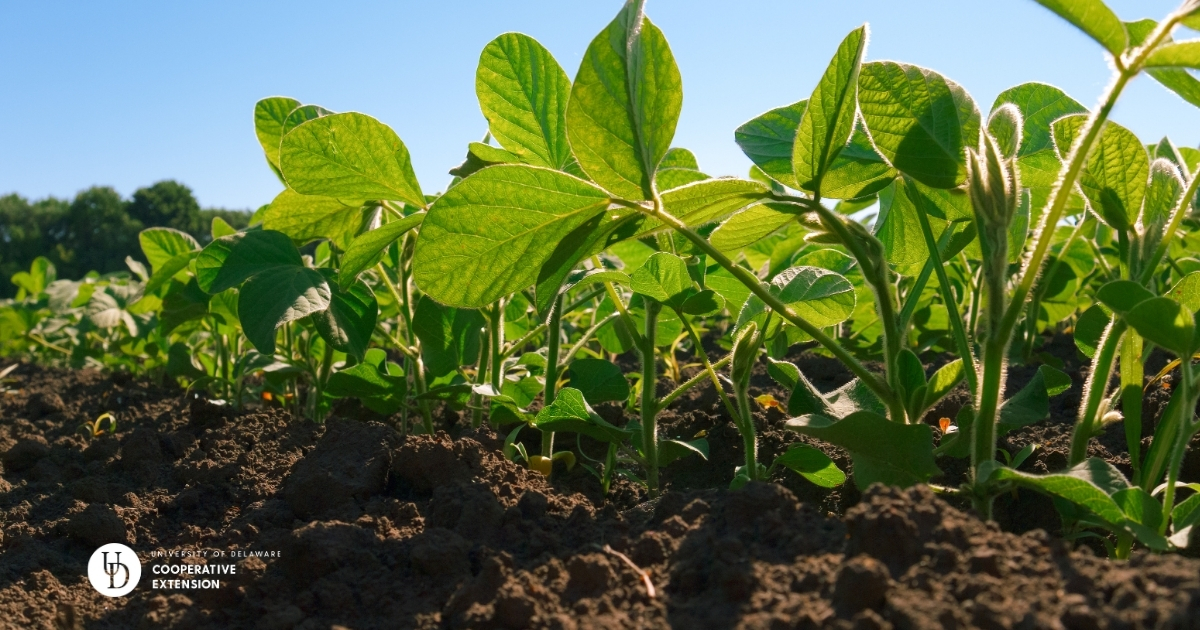 A closeup of young soybean plants in a field A closeup of young soybean plants in a field