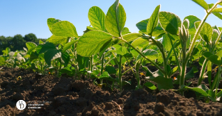 A closeup of young soybean plants in a field