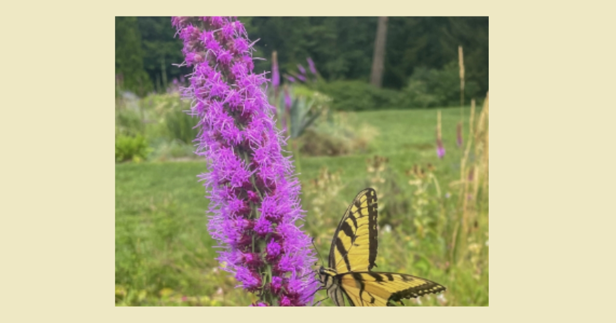 A butterfly on a purple flower. Photo by G. Ferry A butterfly on a purple flower. Photo by G. Ferry